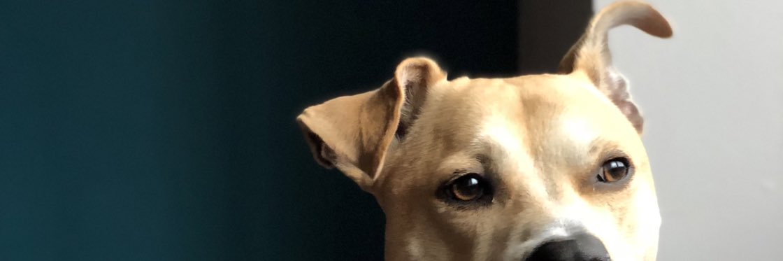 jonpshields's profile banner image