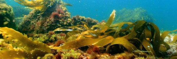 DFO_MAR Profile Banner