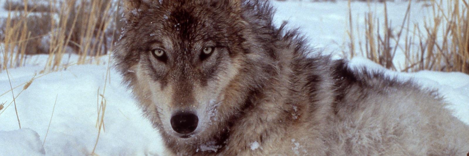 teamwolfpatrol's profile banner image