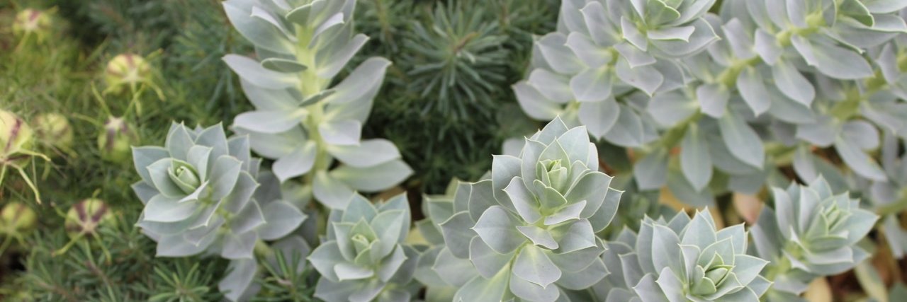 HardyPlantOR's profile banner image