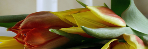 nottsfuneral's profile banner image