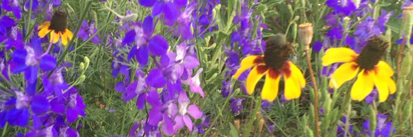 LaurenB Profile Banner