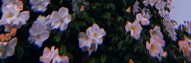 Sjdah_'s profile banner image
