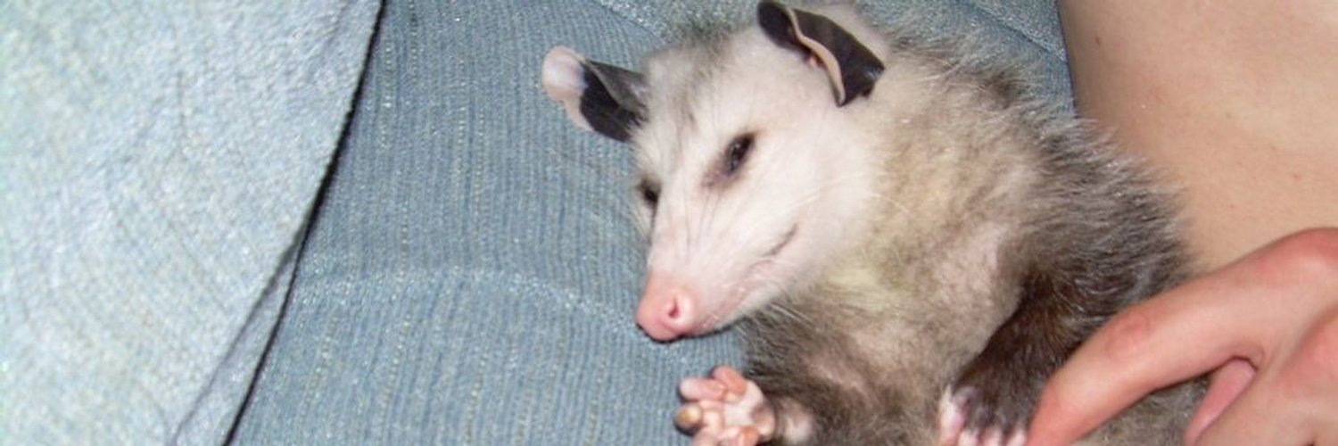 FlashMeowski's profile banner image