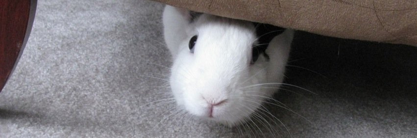 NewMoonRabbit's profile banner image