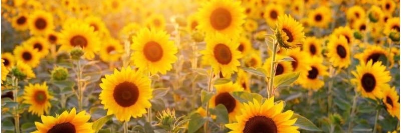 SarahHager123's profile banner image