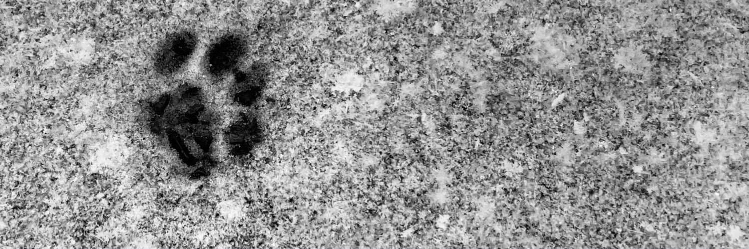 TanLobb's profile banner image