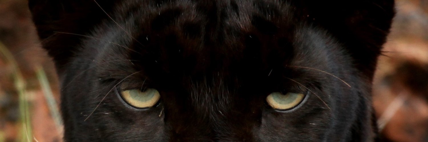 Casey Olearnick banner