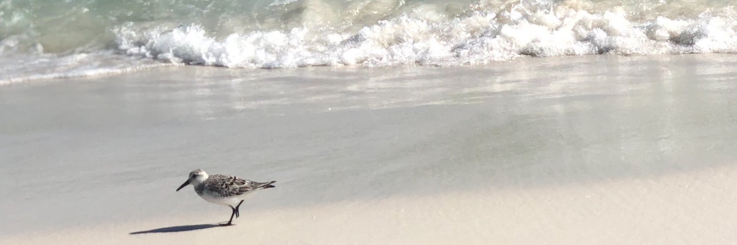 Schroeder Comm banner