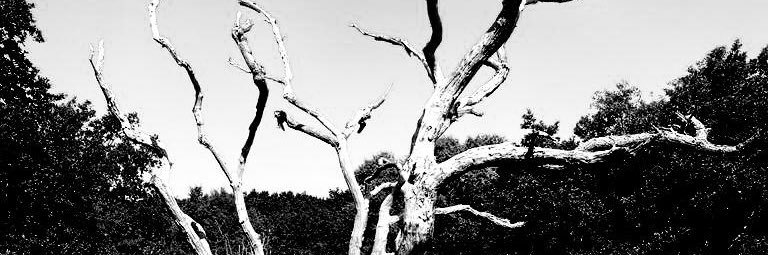 atogrim's profile banner image