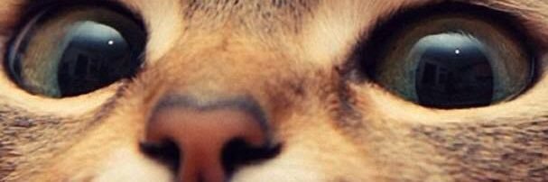 ellecrem's profile banner image