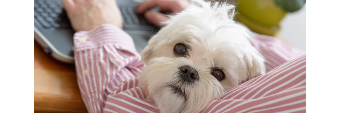 BuckheadPetPals's profile banner image
