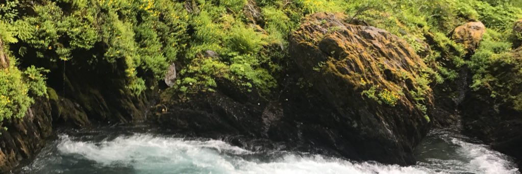 SwansonShawna's profile banner image