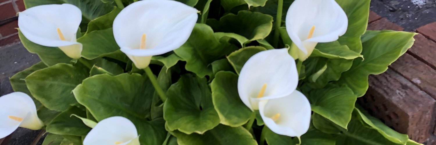 LisaLisapurcell's profile banner image