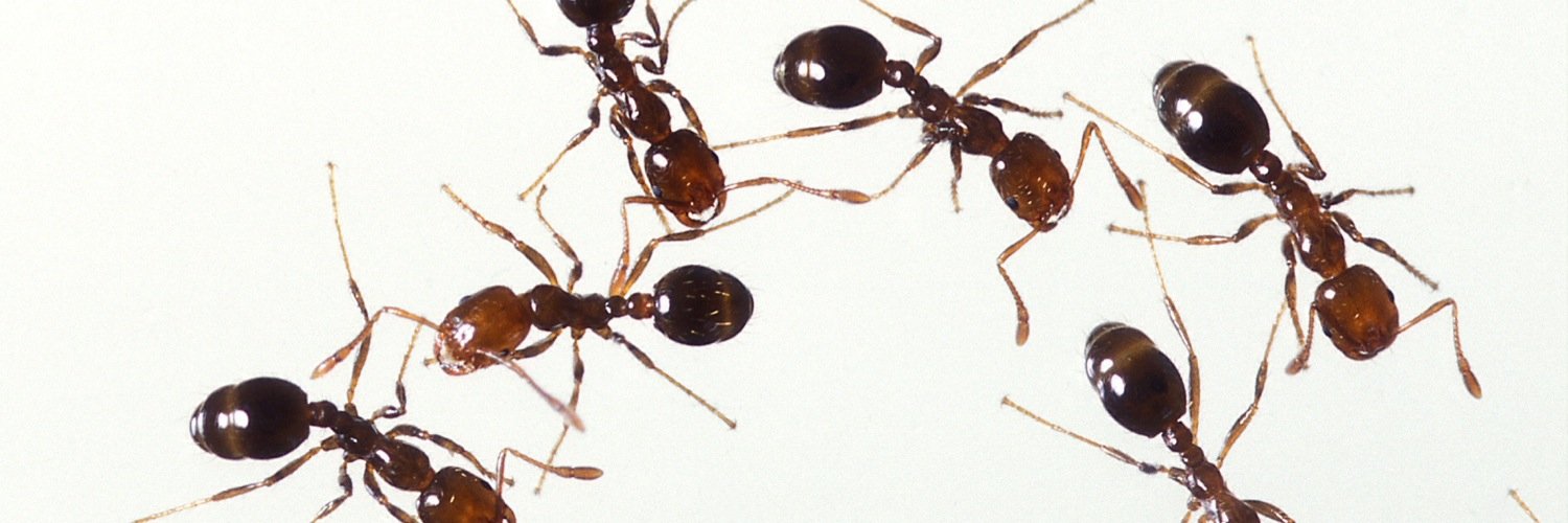AntDeuswalt's profile banner image