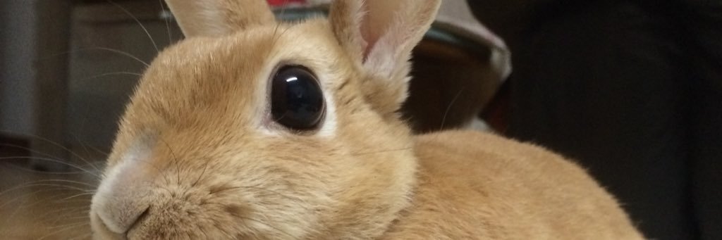 reiru_15's profile banner image