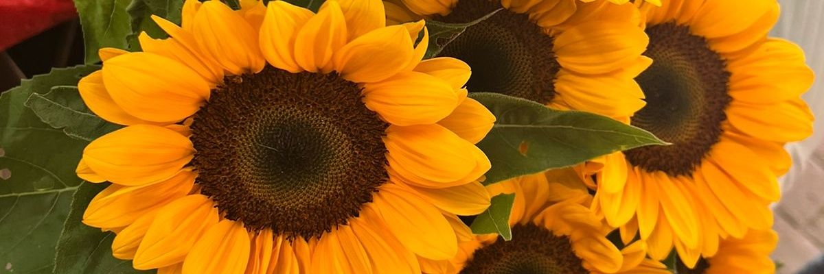 SuaSando's profile banner image