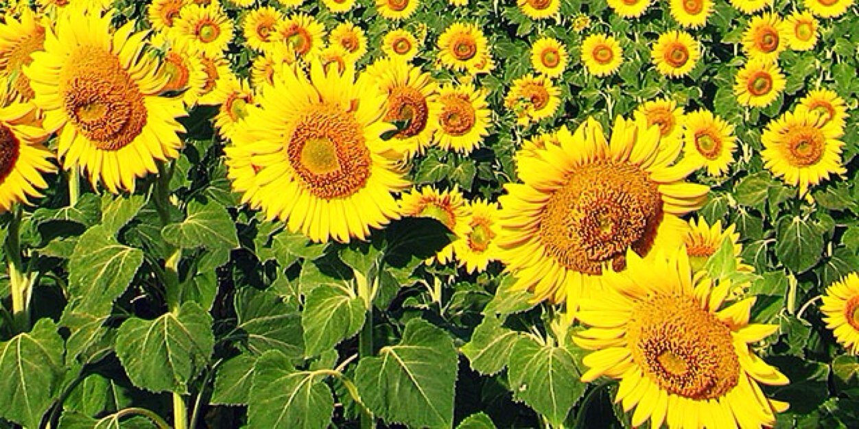 WinnieOngen's profile banner image