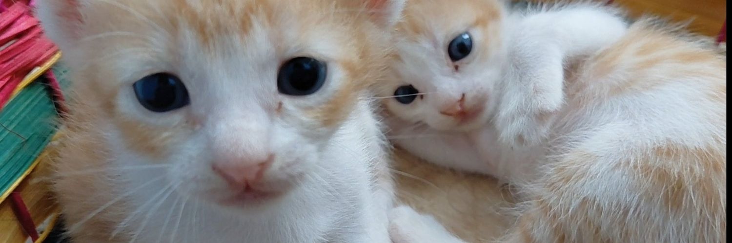 likechocopie's profile banner image