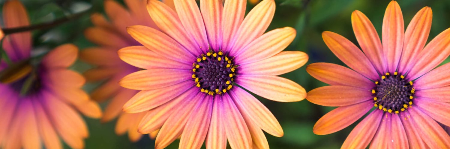 Heather_Reed_'s profile banner image