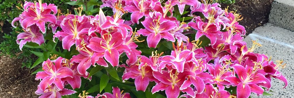 Joanna Howard banner