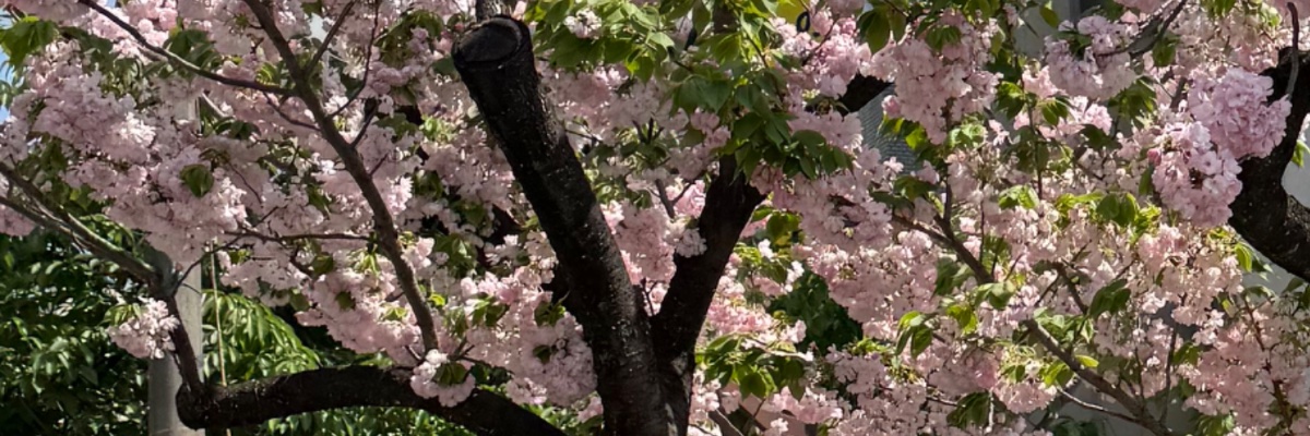 dbisame's profile banner image