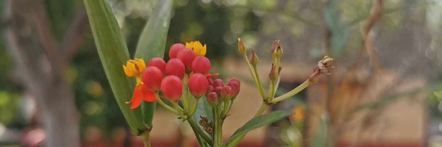Acción Comunitaria Pedregales banner