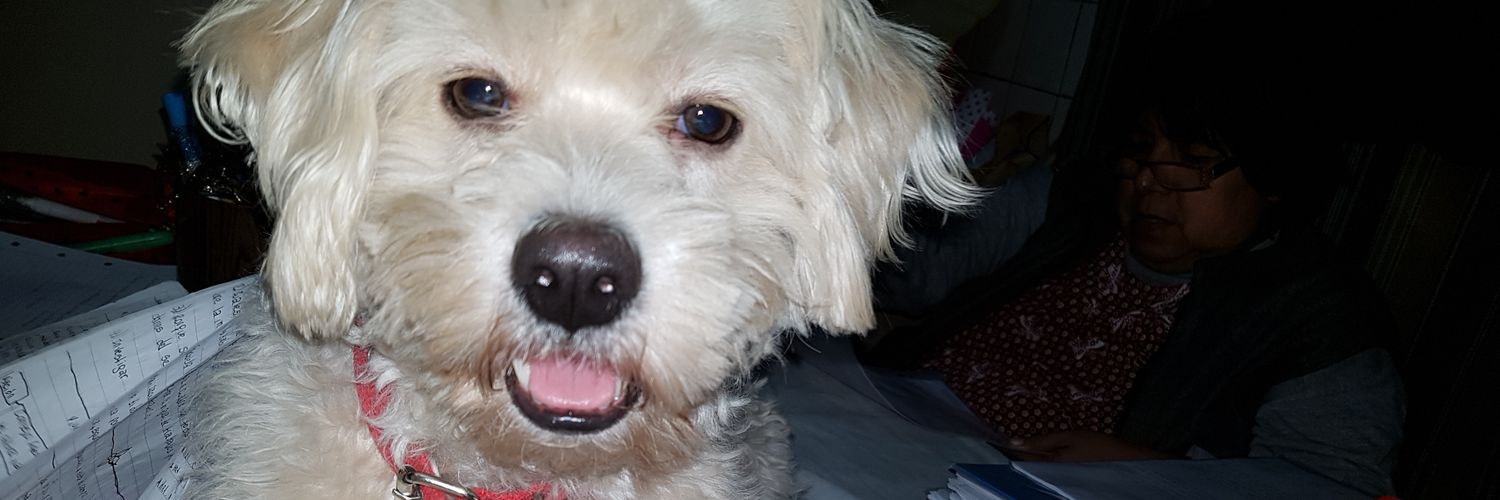 romy_isa's profile banner image