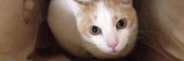 Cat_Tank_'s profile banner image