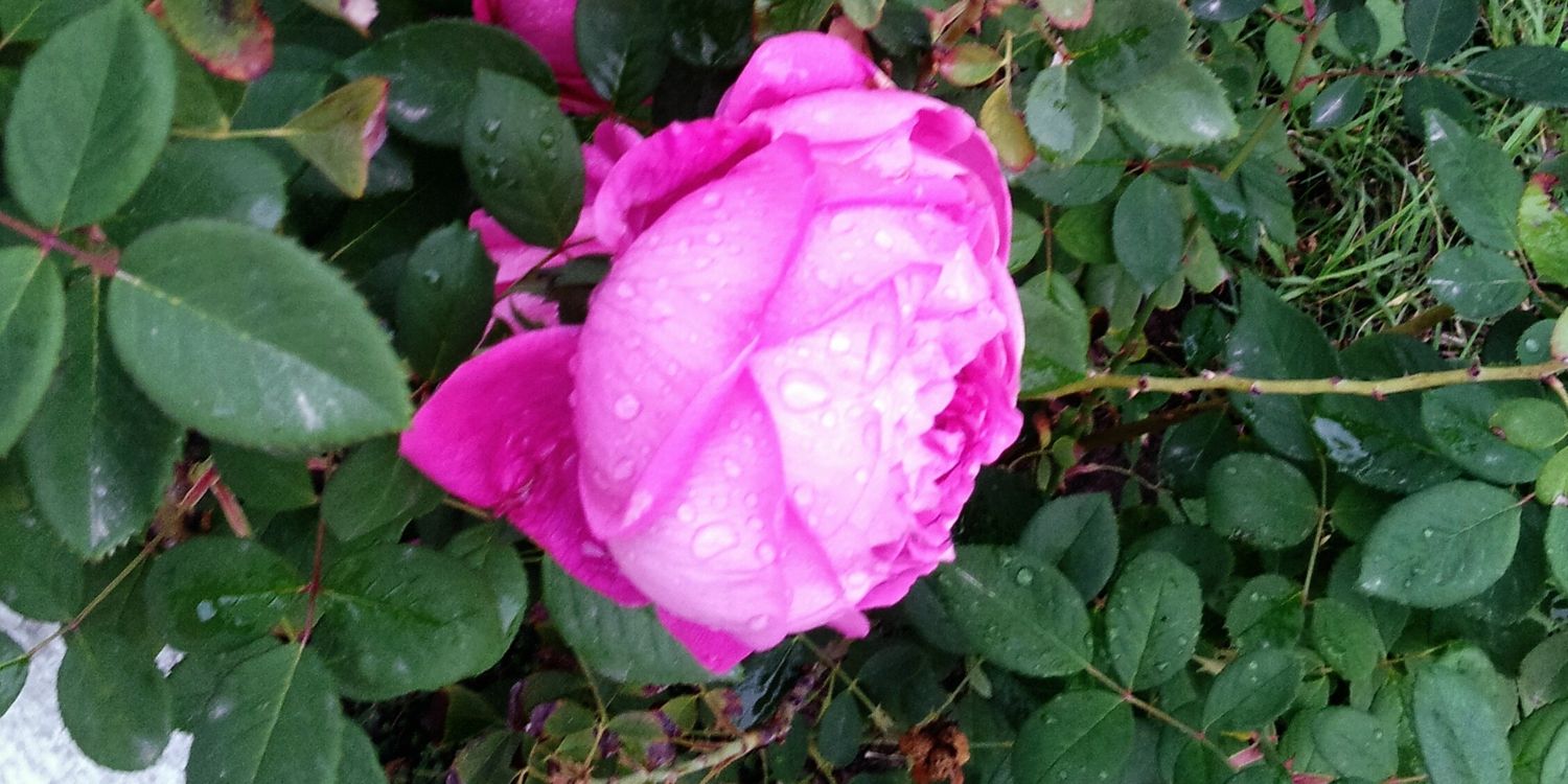 الإيمان بالله banner