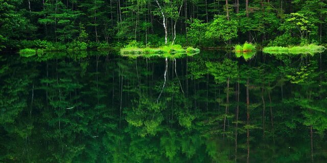 Forest banner