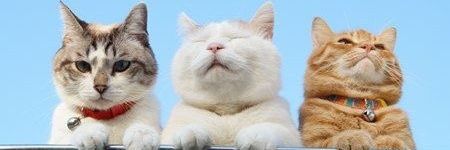 ChompooAom's profile banner image