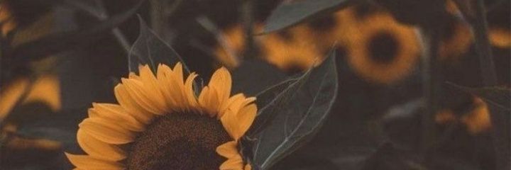 gabrielamariatv's profile banner image