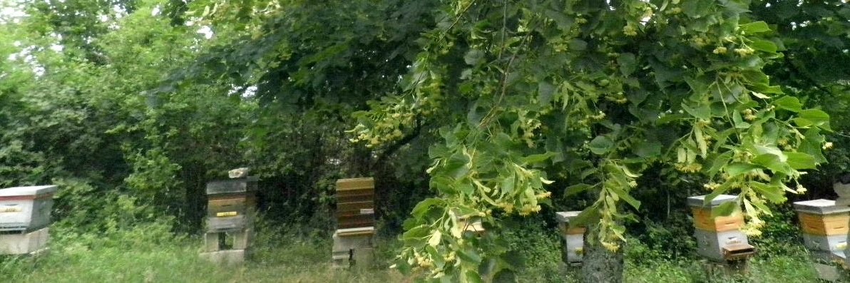 abeilles751's profile banner image