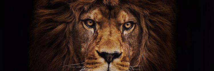 Zvbxjr's profile banner image