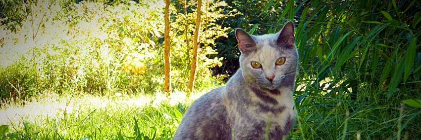 Furbabyhelp's profile banner image