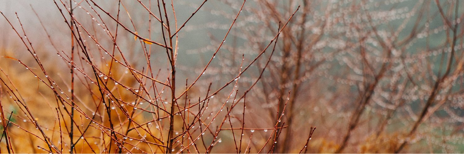 elizabaxter's profile banner image