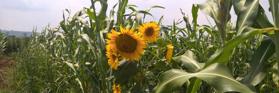 ICulturel's profile banner image