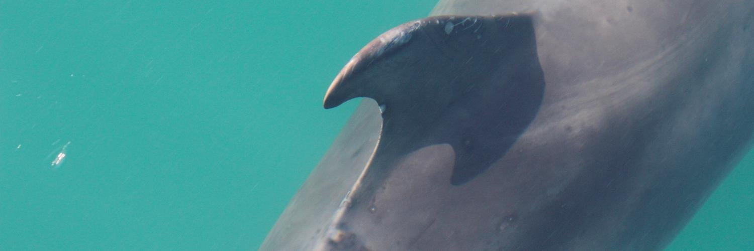 Tom Stringell banner