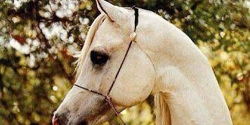 hamdan6840's profile banner image