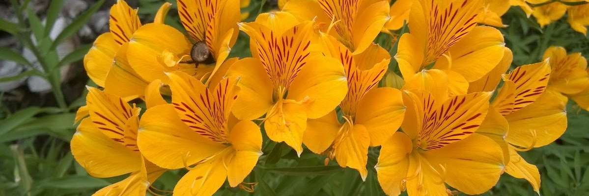 LidiaERossi's profile banner image