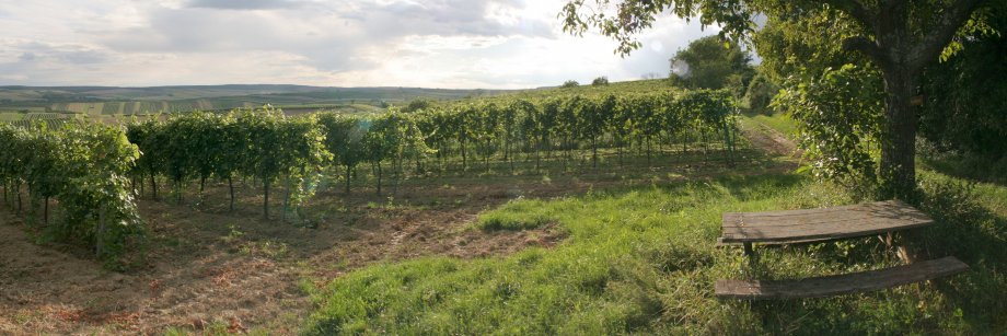 Volker Burow banner