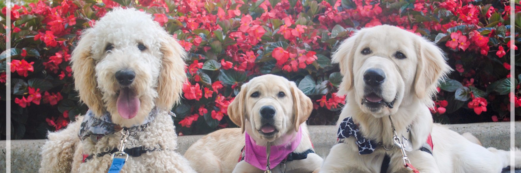4polarpaws's profile banner image