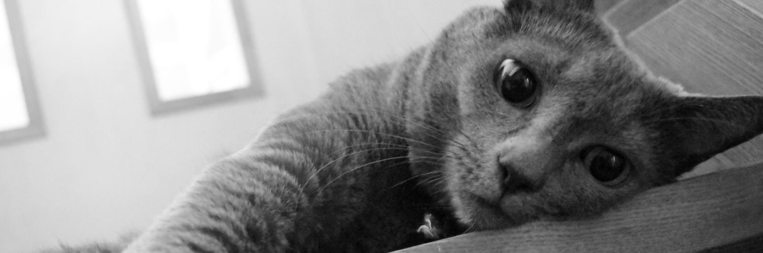 darada_rabbit's profile banner image