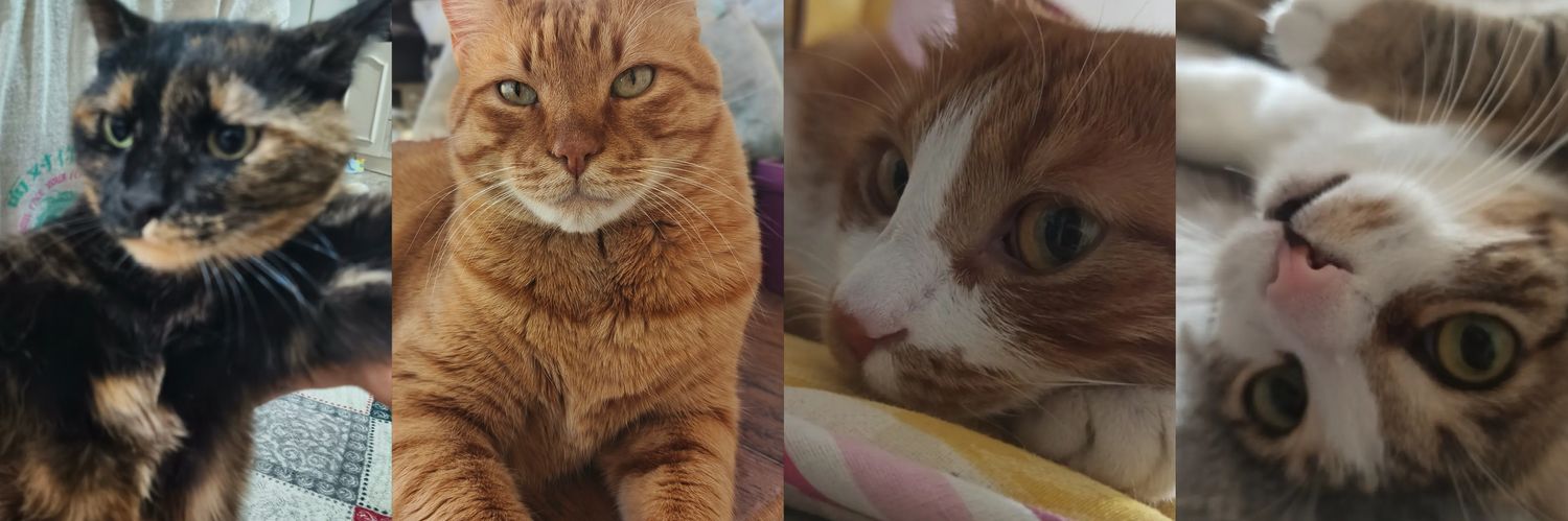catsmomyy's profile banner image