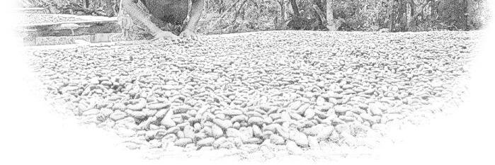 Worlali Senyo banner