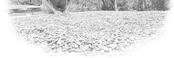 wsenyo Profile Banner