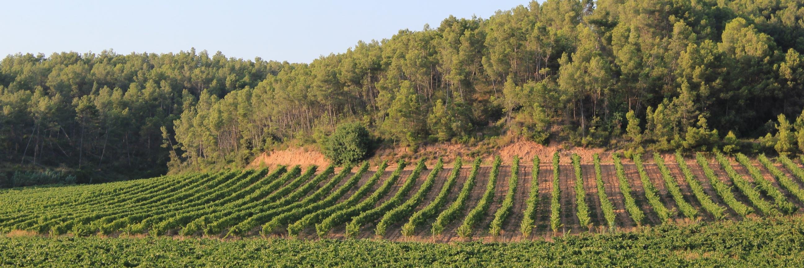 Fonpinet's profile banner image