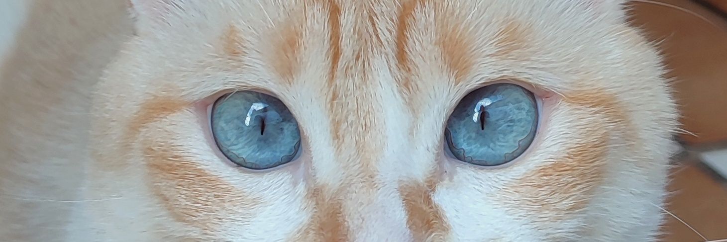 lamuelafid's profile banner image