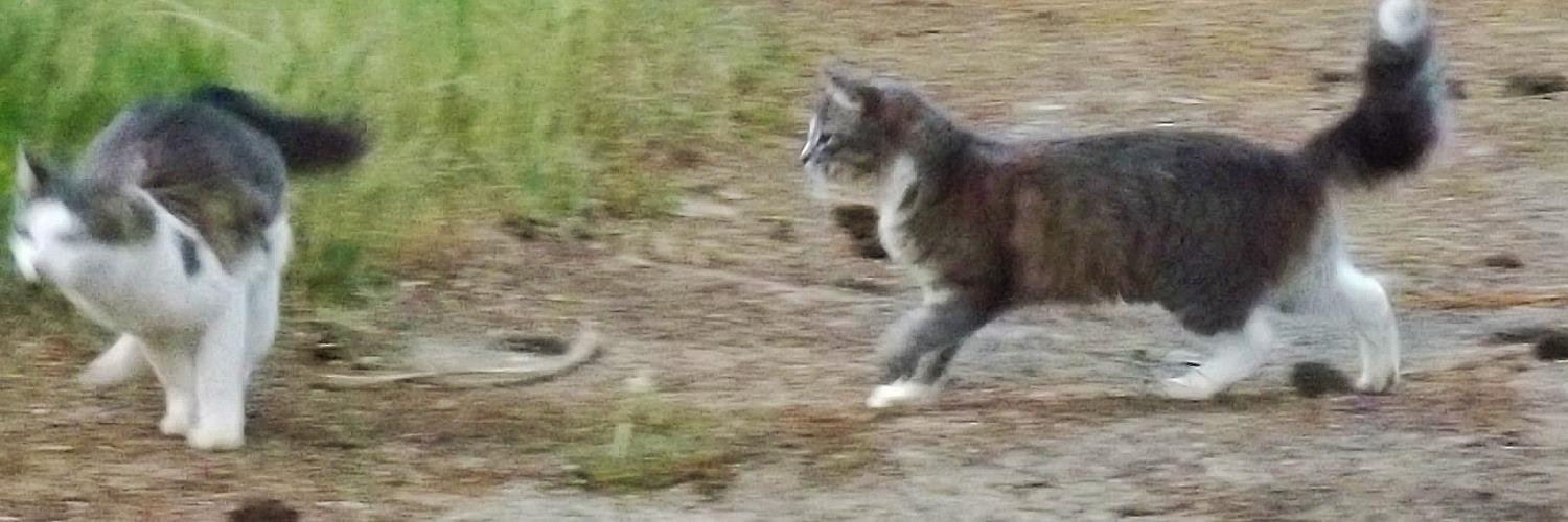 catbat_1's profile banner image